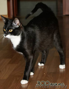 ВАСЬКА очень хочет жить счастливо #680689