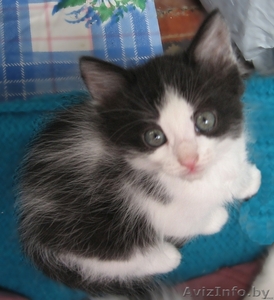 Котенок Бэтмэн 1, 5 мес в дар - в добрые заботливые руки #720883