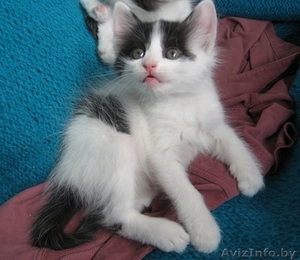 Котенок Зорро 1, 5 мес отдается в добрые заботливые руки #720900