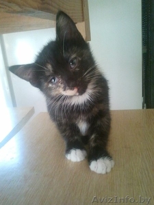 Отдам очень хороших котят в добрые руки! #709169