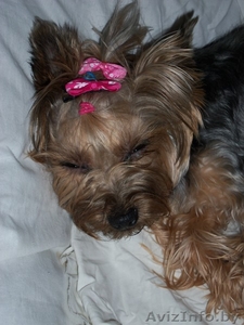 Продаю Йоркширских терьеров с паспортами и родословной #727227