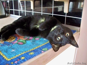 Черненький котенок в дар #698281