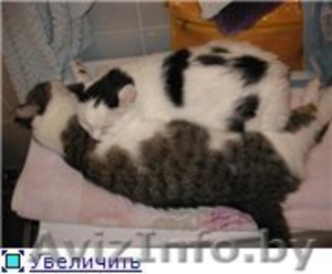 Кошечка Ася в дар. #704369