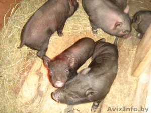 Продам  поросят #705628