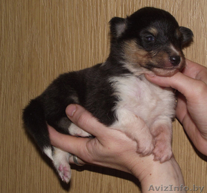 шелти (мини-колли) щенок   #710093