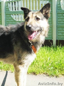 Собака Жужа. Ищет Дом  и Хозяев! #711181