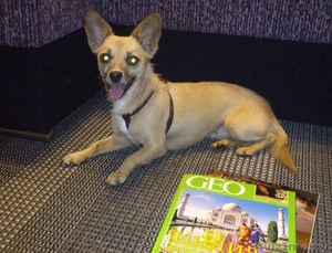 Метис той-терьера в дар #715743