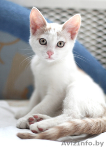 Котенок ищет дом (мальчик)!!! #719319