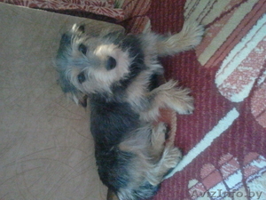 Маленькую собачку в дар 375298743074 мтс #715650