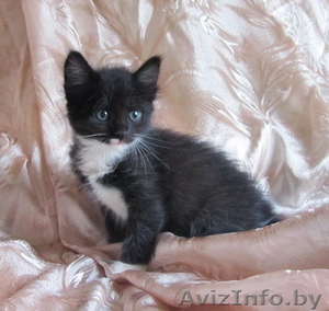 Котенок-девочка в добрые руки #713966