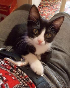 Красавица-кошечка ищет хозяина #713654