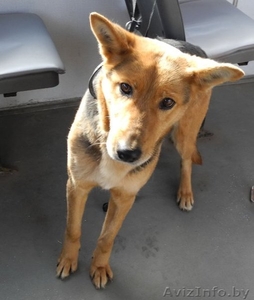 Мелани -собака друг в дар! #689401