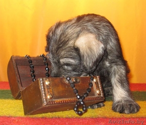 Предлагаем щенков миттельшнауцера окраса перец с солью #728363