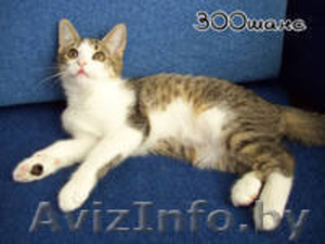 Котенок 3, 5 мес в дар #727398