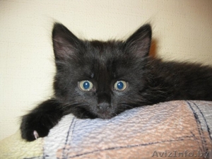 Маленький Котёнок Гаф=) #706811