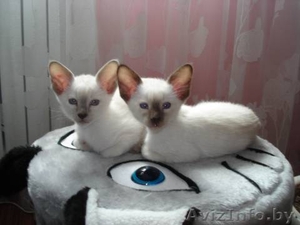 Сиамская кошечка #715384
