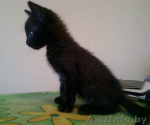 Черненький ласковый котенок #713857