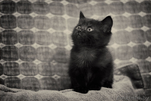 Милые кошечки-крошечки в добрые ручки! #706227