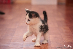 Двухмесячные кошечки в дар! #719694