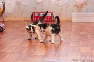 Чудесные малышки в добрые ручки! #714084