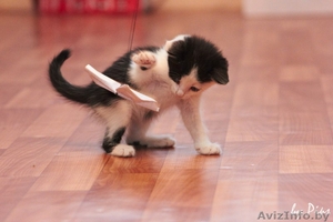 Пушистые котятки в дар! #707627