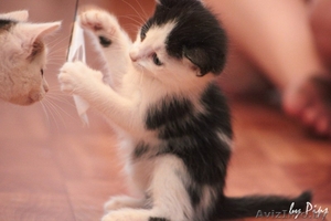 2-х месячные кошечки в добрые руки! #718048