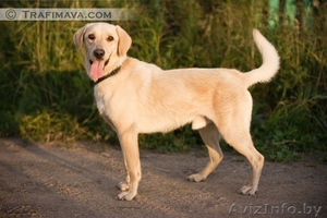 Бардербул-метис лабрадора , около 2-х лет ищет дом!!! #726295