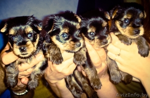 Крошки щеночки йоркширского терьера стандарт #714073