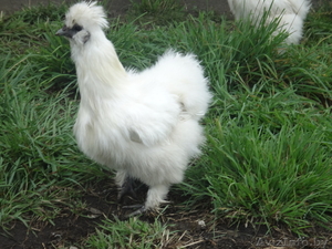 Продам цыплят породистых #716957