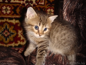 Дарю симпатичных,  умных,  ласковых котят #705995