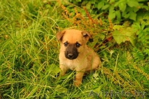 Милые Щенки ищут семьи #709402