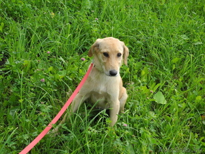 Щенок подросток в дар! #718971