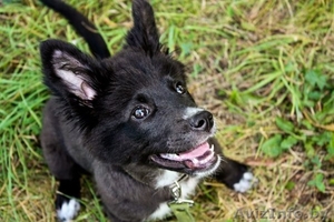 Плюшевое счастье в ДАР #720671