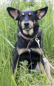 Джина –  удивительная и особенная собачка! #573998