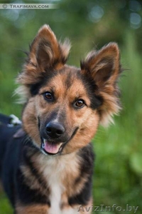 Элли-почи колли в дар #720444