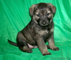 Щенки в дар! вырастут крупными #701892