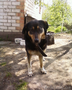 Отличный охранник! #724541