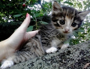 Отдам замечательых котят в добрые руки #708987
