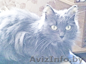 Молодая кошка редкого окраса #726166