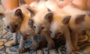 сиамские котята 1.5 мес #716585
