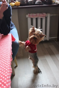 Продам щенков йоркширского терьера(без родословной) #710268