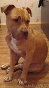 Питбуль ищет семью! #713253