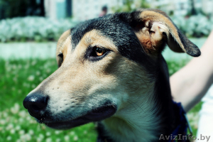 Щенок в дар в хорошие руки! #710447