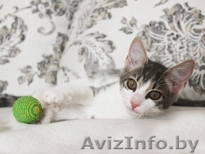 Была птичка - стала кошечка #719505