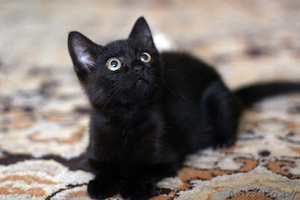 Котенок-девочка 2 месяца в дар (Могилев) #717537