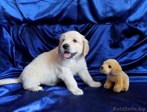 Щенки голден ретривера (золотистого ретривера) #713003