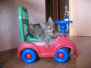 котенок Гуталин ищет нового хозяина #711671