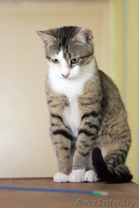 Молодой котик в дар добрым людям. 1 год. #727457