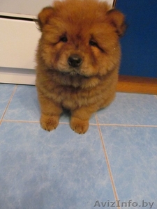 Продам ЩенкаЧау-чау #725976