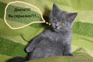 Британский котеночек  #712173